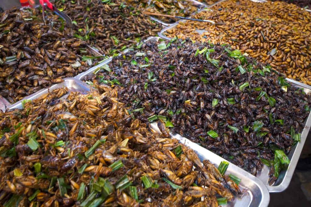 Large metal trays of several different kinds of roasted insects for consumption